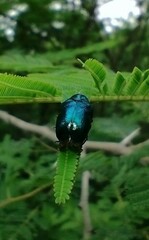 Ischiopachys bicolor