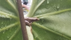 Chalcorana chalconota