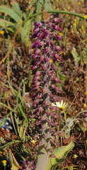 Lachenalia violacea