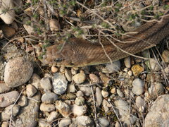 Zamenis scalaris
