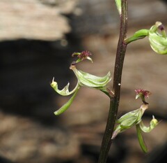 Arthrochilus prolixus