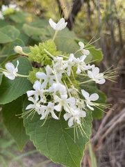 Clerodendrum canescens