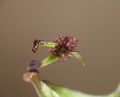 Arthrochilus prolixus