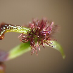 Arthrochilus prolixus