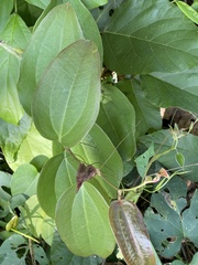 Dioscorea alata