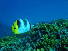 Chaetodon ulietensis