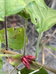 Clerodendrum canescens