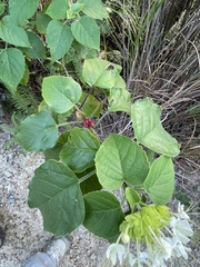Clerodendrum canescens