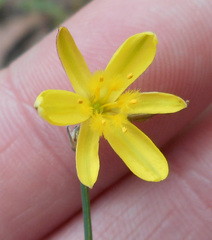Tricoryne elatior