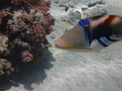 Rhinecanthus aculeatus