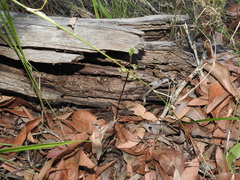 Arthrochilus prolixus