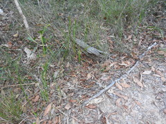 Arthrochilus prolixus