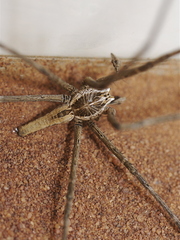 Euprosthenops