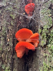Aurantiporus pulcherrimus