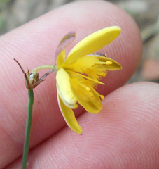 Tricoryne elatior