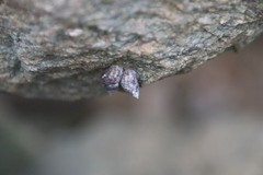 Littoraria sinensis