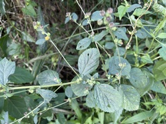 Sida cordifolia