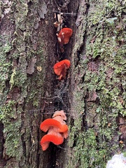 Aurantiporus pulcherrimus