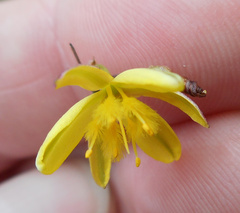 Tricoryne elatior