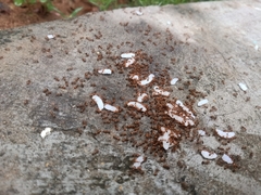 Solenopsis geminata