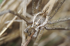 Euprosthenops
