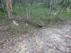 Arthrochilus prolixus