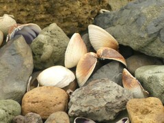 Austrovenus stutchburyi