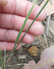 Tricoryne elatior
