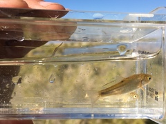 Siphateles boraxobius