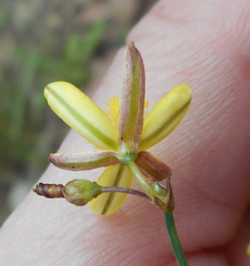 Tricoryne elatior