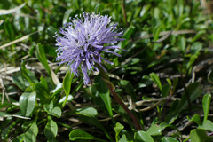Globularia cordifolia