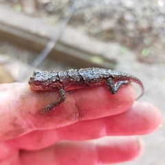 Urosaurus bicarinatus