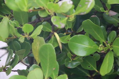 Aegiceras corniculatum