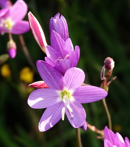 Geissorhiza inaequalis