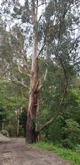 Eucalyptus regnans