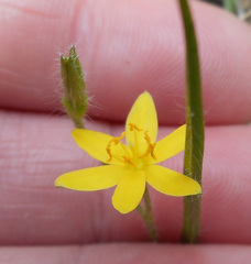 Hypoxis hygrometrica