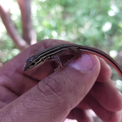 Aspidoscelis costatus