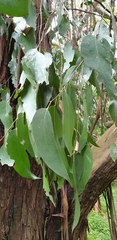 Eucalyptus regnans