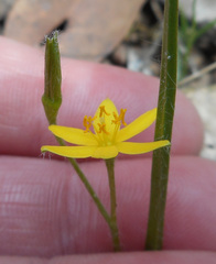 Hypoxis hygrometrica