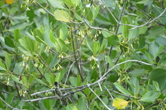 Rhizophora