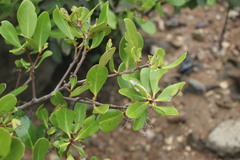 Aegiceras corniculatum