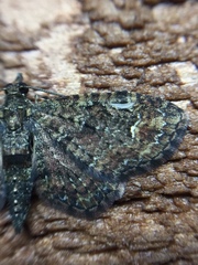 Pasiphilodes testulata