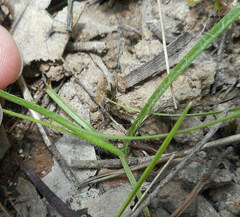 Hypoxis hygrometrica