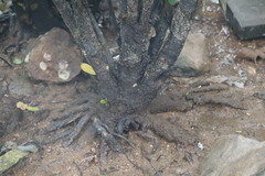 Aegiceras corniculatum