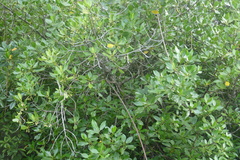 Rhizophora
