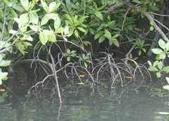 Rhizophora