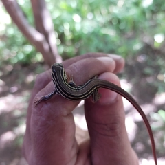 Aspidoscelis costatus