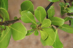 Aegiceras corniculatum