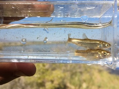 Siphateles boraxobius