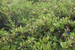 Aegiceras corniculatum